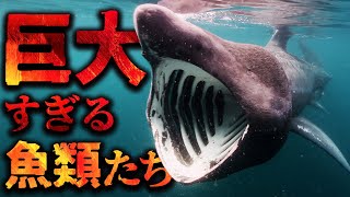 世界の巨大生物！ 【魚類編】