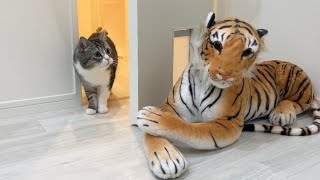 自分の部屋に虎がいたときの猫のリアクションが100点すぎましたw