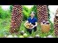 Harvesting Passion fruit & Goes To Market Sell | Gardening And Cooking | Lý Tiểu Vân