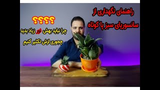 روش نگهداری سانسوریا سبز پاکوتاه