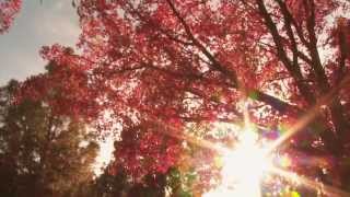 California Cemetery and Funeral Bureau Consumer Guide