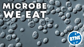 Baker's Yeast, useful microbe turns sugar into alcohol, Louis Pasteur fermentation - DIC microscopy.