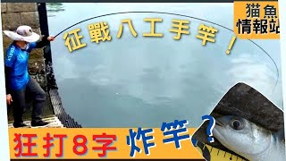 貓魚情報站003 【征戰八工】【手竿戰烏頭】【 狂打8字】【 有驚無險】