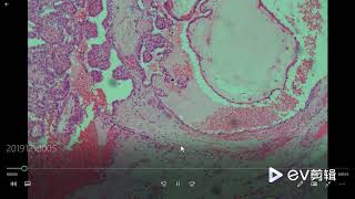 MSHOT Microscope Imaging Software General Functions Introduction