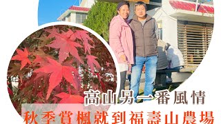 跟著alin漫遊-台灣哪裡賞楓紅？福壽山農場第一天