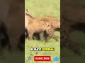 intense battle hyena vs protective buffalo mother bufallo hyena animals shorts