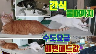 #간식줄때까지#기다리는고양이#straycat#수도요금#배변패드값#어떤쪽이더클까요?#길고양이밥주기