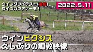 【3歳以上馬　調教】2022.05.11　Wガヴァナー、Wグレイテスト、Wピクシス【坂路・トラック】入厩を控えた競走馬の追い切り