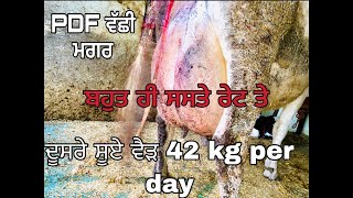 ਬਹੁਤ ਹੀ ਵੱਡੀ ਵੈੜ ਤੇ ਚੰਗੇ ਦੁੱਧ ਵਾਲੀ 42 kg |ਪੂਰੀ ਜਾਣਕਾਰੀ ਲਈ ਵਿਡਉ ਅਖੀਰ ਤੱਕ ਦੇਖੋ । ਚੋਟੀਆ ਮੋਗਾ 8198000466