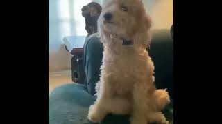 #shorts big dog 🐕 awesome dog 🐕 wagging his tail rapidly 😂😂😂