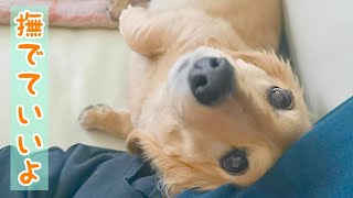 もれなく隣にやって来る寂しがりやの愛犬【ミニチュアダックスフンド】