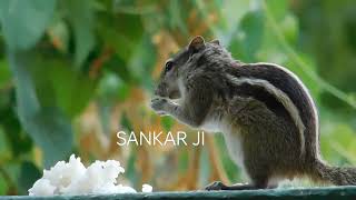 சுட சுட வெள்ளை சாதம் சாப்பிடும் அணில் பாருங்க | #squirrel  #coimbatore