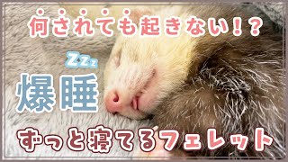 【何されても起きません】ずっと寝てるフェレットがかわいい【爆睡】