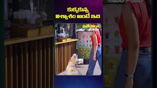 కుక్కకున్న విశ్వాశం అంటే ఇది  #doglover #dogs #motivationalvideos #ammu__555