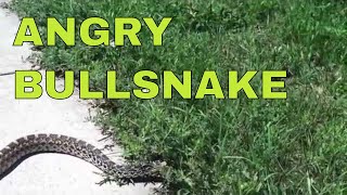 Angry Defensive Bullsnake - Snake Bite