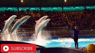 Dolphinarium in Netherlands 2021 || Best Dolphin show || RajeevLifeStyle || Dolfinarium