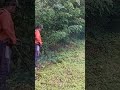 bersihkan kebun dari rumput liar