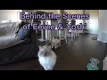 Pet Camera Footage of Eevee and Yoshi