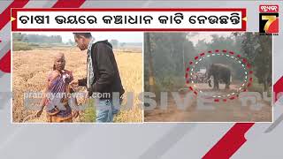 Elephant Terror in Nilagiri | ନୀଳଗିରିରେ ୫୫ ଟିକିଆ ହାତୀପଲ ଆତଙ୍କ, ଭୟରେ କଞ୍ଚା ଧାନ କାଟିଲେ ଚାଷୀ