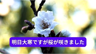 【遠見山の桜 開花 2025 1 19】