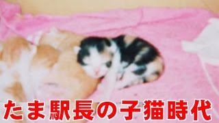 たま駅長の子猫時代－たまが子猫のときのかわいい写真がいっぱい！