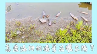 【釣魚日記】滿地的呆都在曬太陽了....美食吃到飽 fishing｜采蓁 Patti