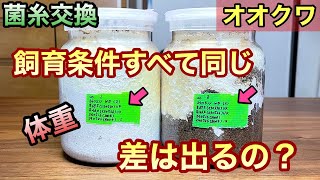 結果は衝撃的！【オオクワガタ】幼虫の体重差