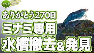 #ミナミヌマエビ 水槽撤去！リセットの様子と新たな発見 【ビバアクア】