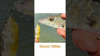 Topwater whiting #fishing #topwaterwhiting #lurefishing