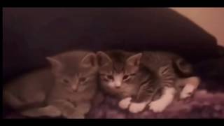 1 Boy 2 Kittens (ACTUAL FOOTAGE)