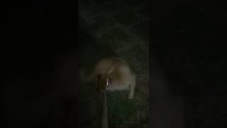 柴犬 富士 興奮のスイッチはどこにあるのか shiba inu is excited and run about.