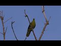 リュウキュウズアカアオバト　 japanese green pigeon　奄美大島　amami special