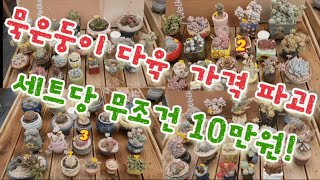 묵은둥이 다육이 세트당 무조건 10만원!! (판매완료)