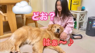 姉のマッサージで、どんどんおっさんへと変化していく大型犬クッキー【ゴールデンレトリバーとミニチュアダックスフンド】