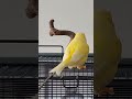 kanarienvogel gesang canary singing shorts short youtubeshorts canarybirds insta coco_thecanary