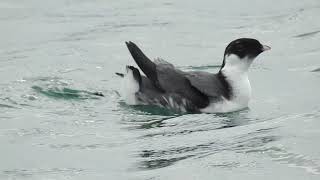 ウミスズメ　長井漁港