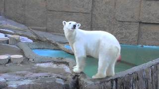 ピリカコレクション~Polar Bear