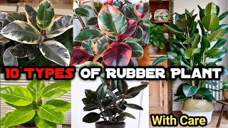 10 TYPES OF RUBBER PLANT/Ficus Elastica Varieties || Pooja's Garden