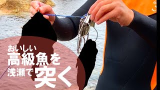 【魚突き・素潜り】浅瀬でおいしい高級魚突き！