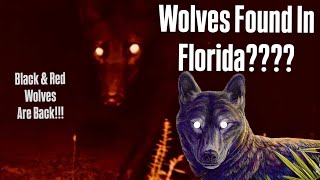 Florida’s Secret Endangered Wolves: The Untold Story