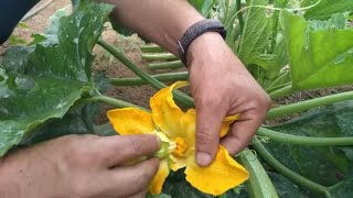 Cómo POLINIZAR la CALABAZA  Manualmente.