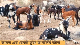 এ জাঁতের ছাগল পালনে কোন খরচ নাই, উন্নত জাঁতের ছাগল   ganjam goat breed