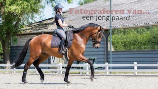 Fotograferen van een jong paard