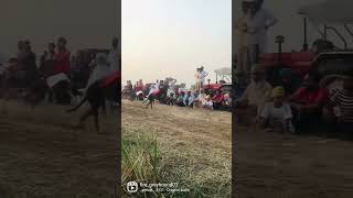 fire greyhound01/ vlog check kro appne/channel subscribe kerlo/harry/pavi/dog races