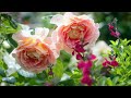 The Garden Gurus - Rose Growing Beauties