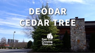 Deodar Cedar from FastGrowingTrees.com