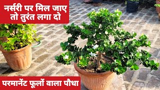 नर्सरी पर मिल जाए तो तुरंत लगा दो /  Carissa macrocarpa care / karonda plant growing tips / Garden