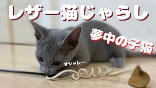 オシャレなだけじゃない…レザー猫じゃらしに子猫大興奮‼【ロシアンブルー】