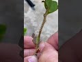 100% successful grafting method of bougainvillea #shorts