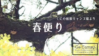 春便り：ハルゼミ（マツゼミ）